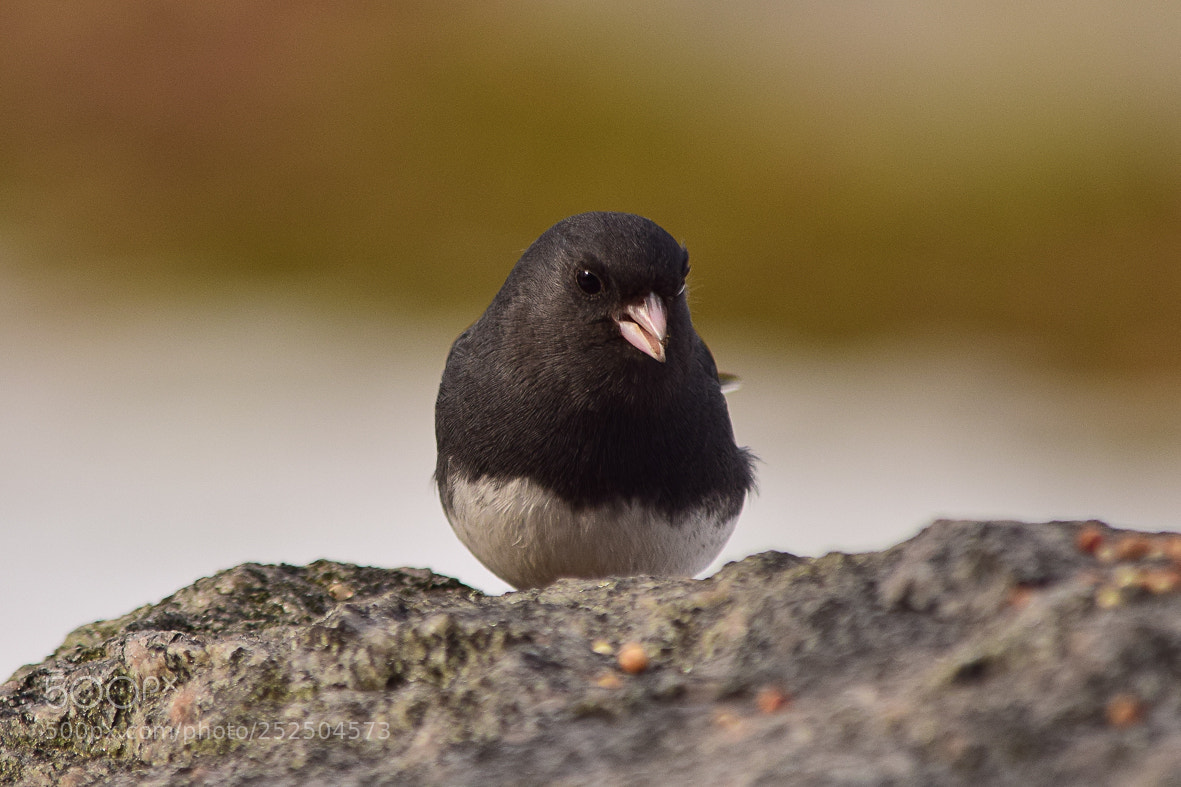 Nikon D3300 sample photo. Dark eyed junco photography