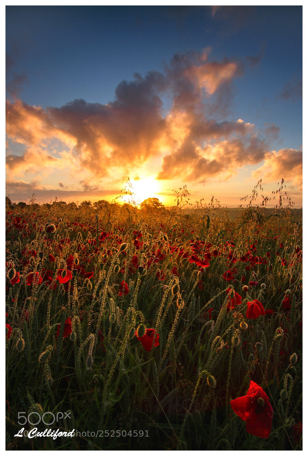 Canon EOS 7D sample photo. Poppy sunrise photography