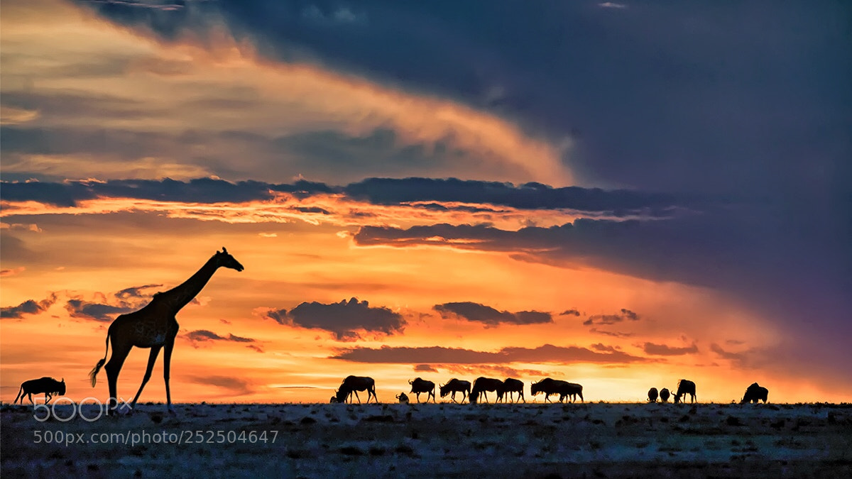 Sony a99 II sample photo. Sunset at masai mara photography