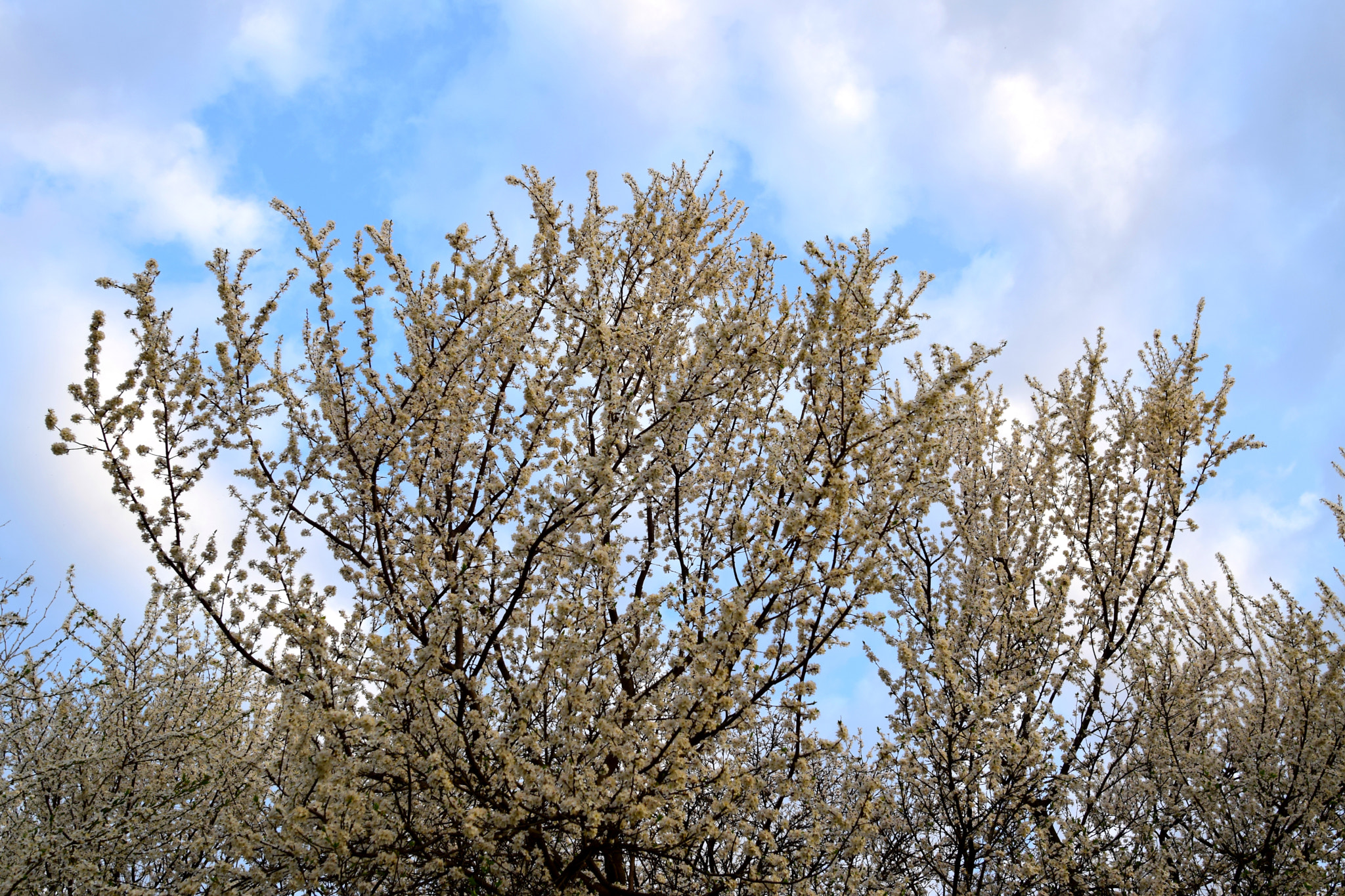 Nikon AF-S Nikkor 20mm F1.8G ED sample photo. Spring signs photography