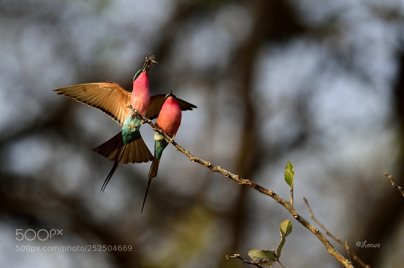 Nikon D4S sample photo. Carmine bee-eater photography