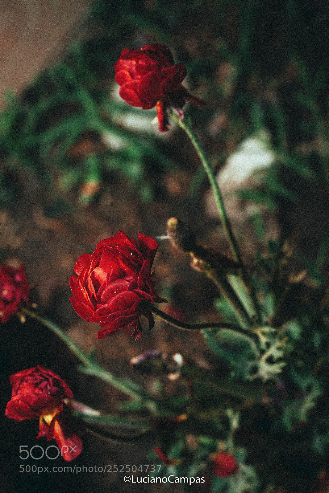 Canon EOS 50D sample photo. Rose photography