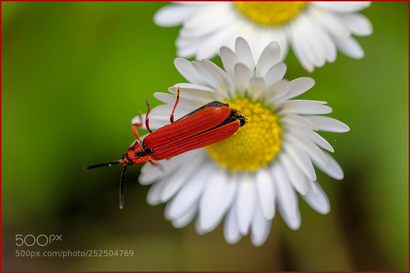 Canon EOS 5D Mark IV sample photo. Bug's life photography