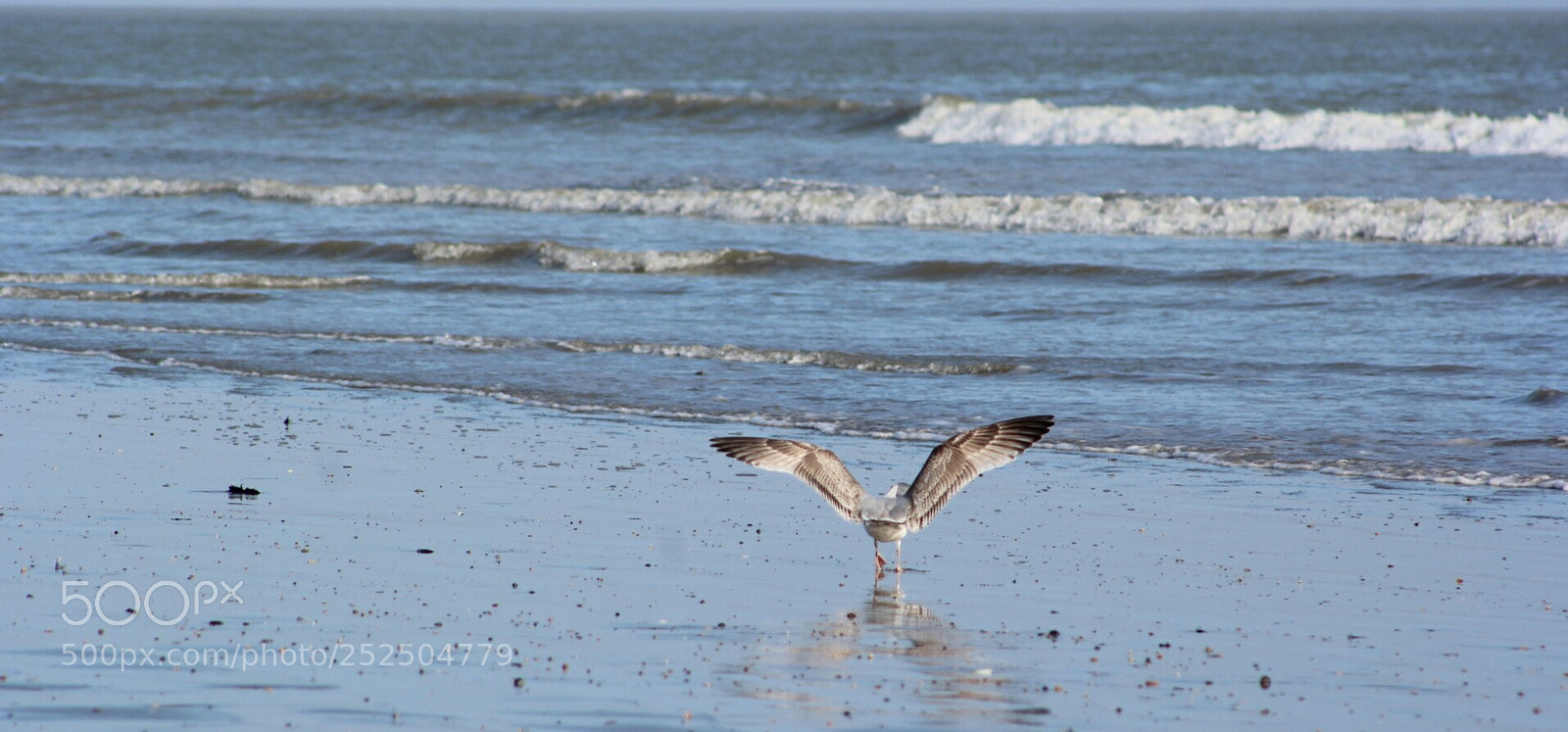 Canon EOS 1300D (EOS Rebel T6 / EOS Kiss X80) sample photo. Seagull photography