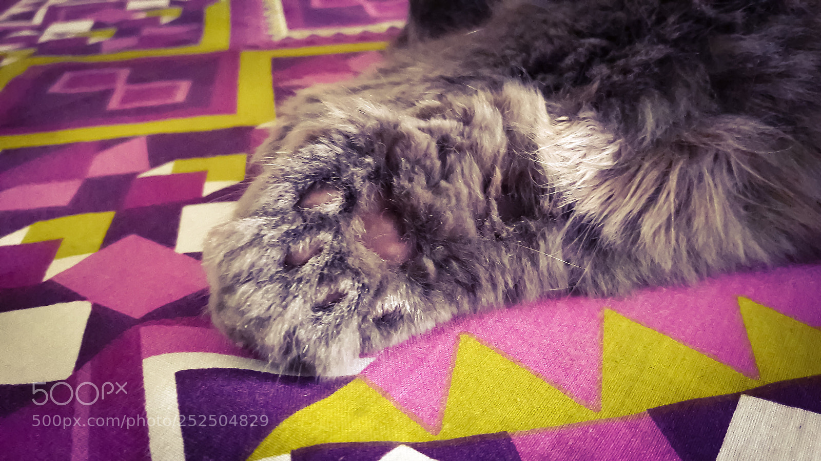 Samsung Galaxy J7 sample photo. Paws photography