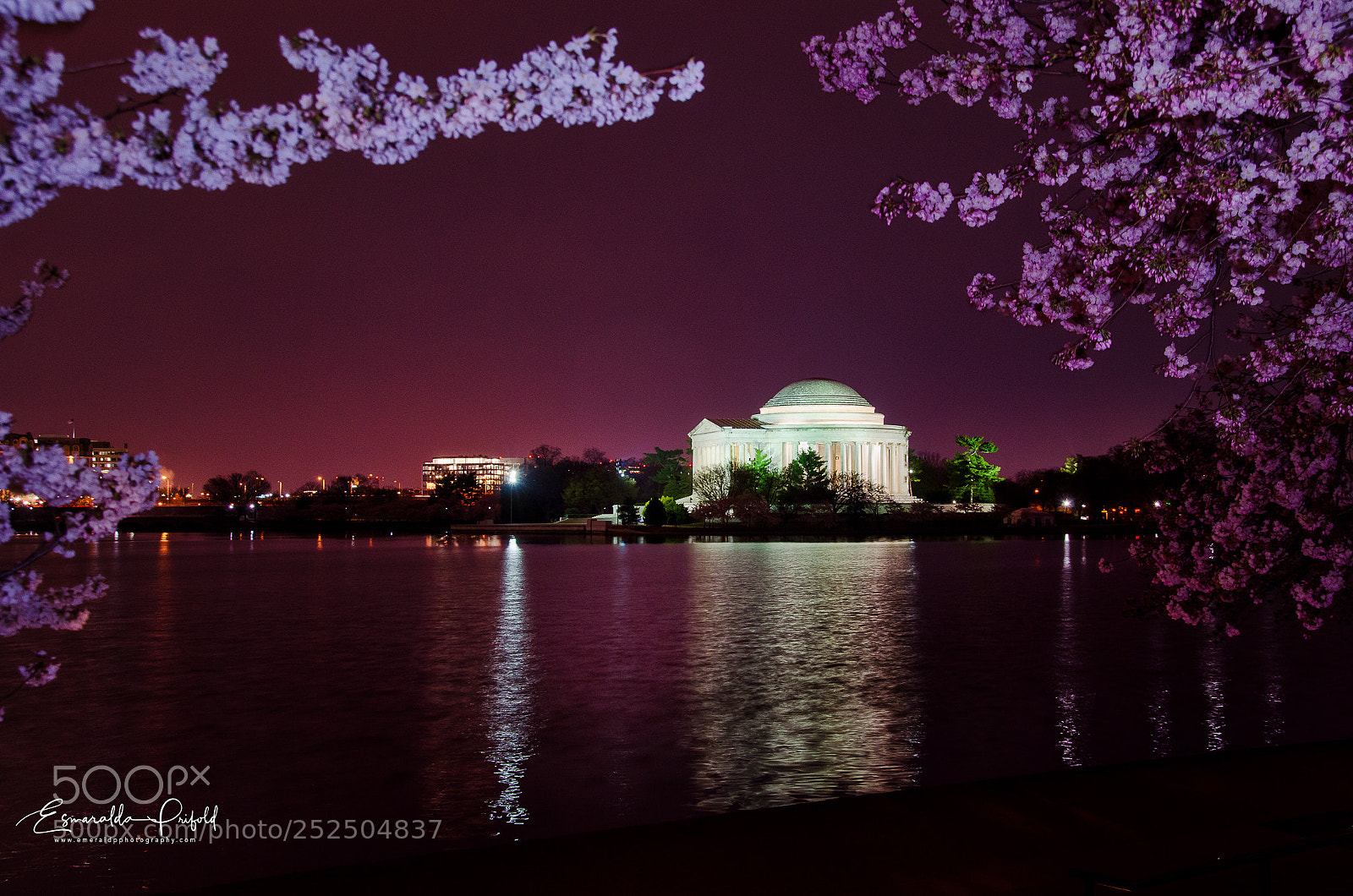 Nikon D7000 sample photo. Cherry blossom in dc photography