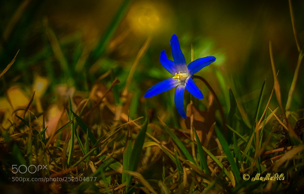 Samsung NX300 sample photo. Blausternchen photography