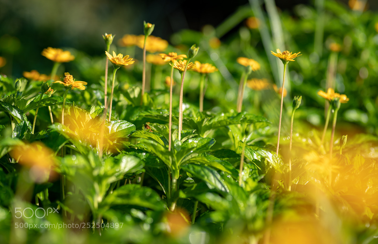 Pentax K-1 sample photo. Reaching for the sun photography