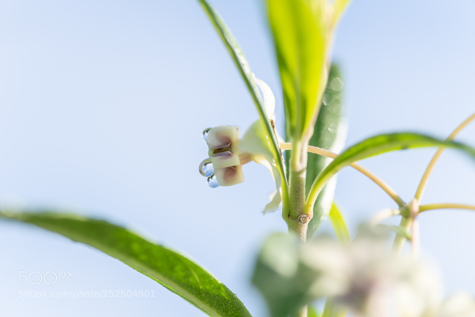 Pentax K-1 sample photo. Milkweed photography
