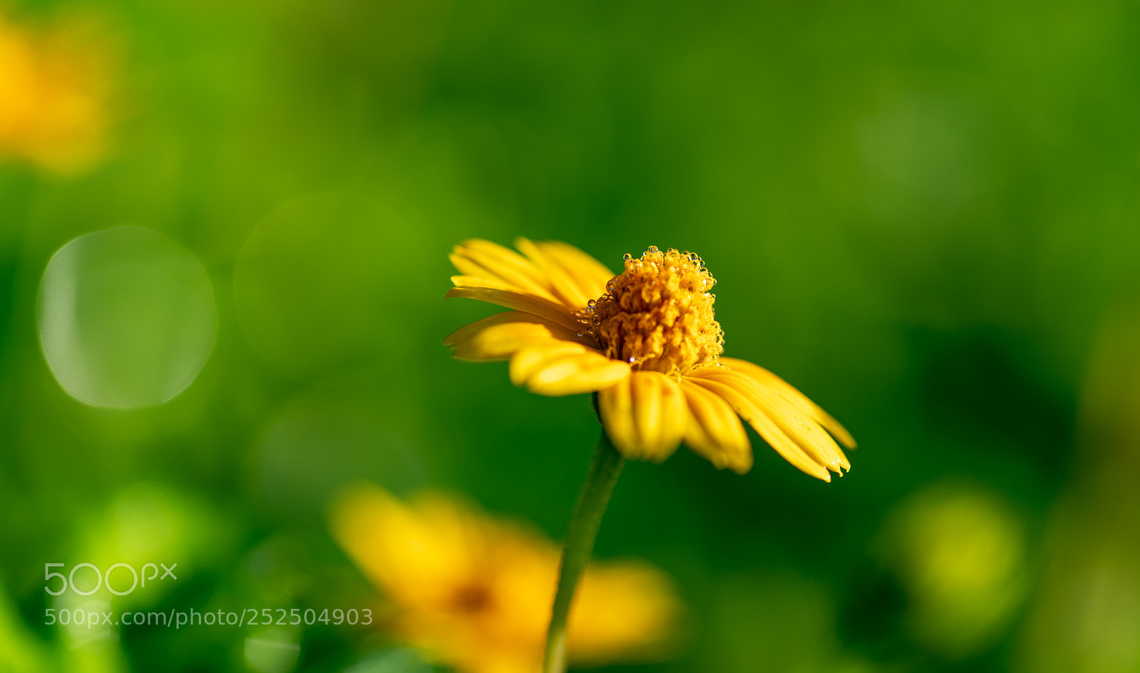 Pentax K-1 sample photo. Wildflower photography