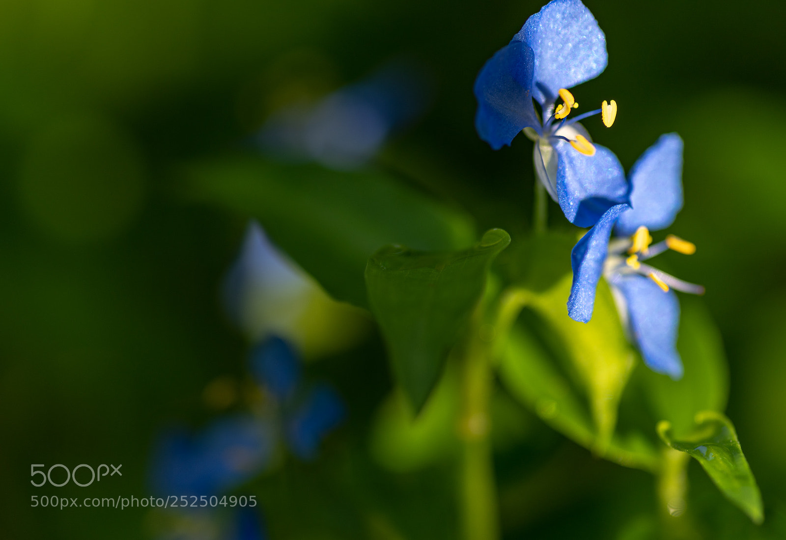 Pentax K-1 sample photo. Scurvy weed photography