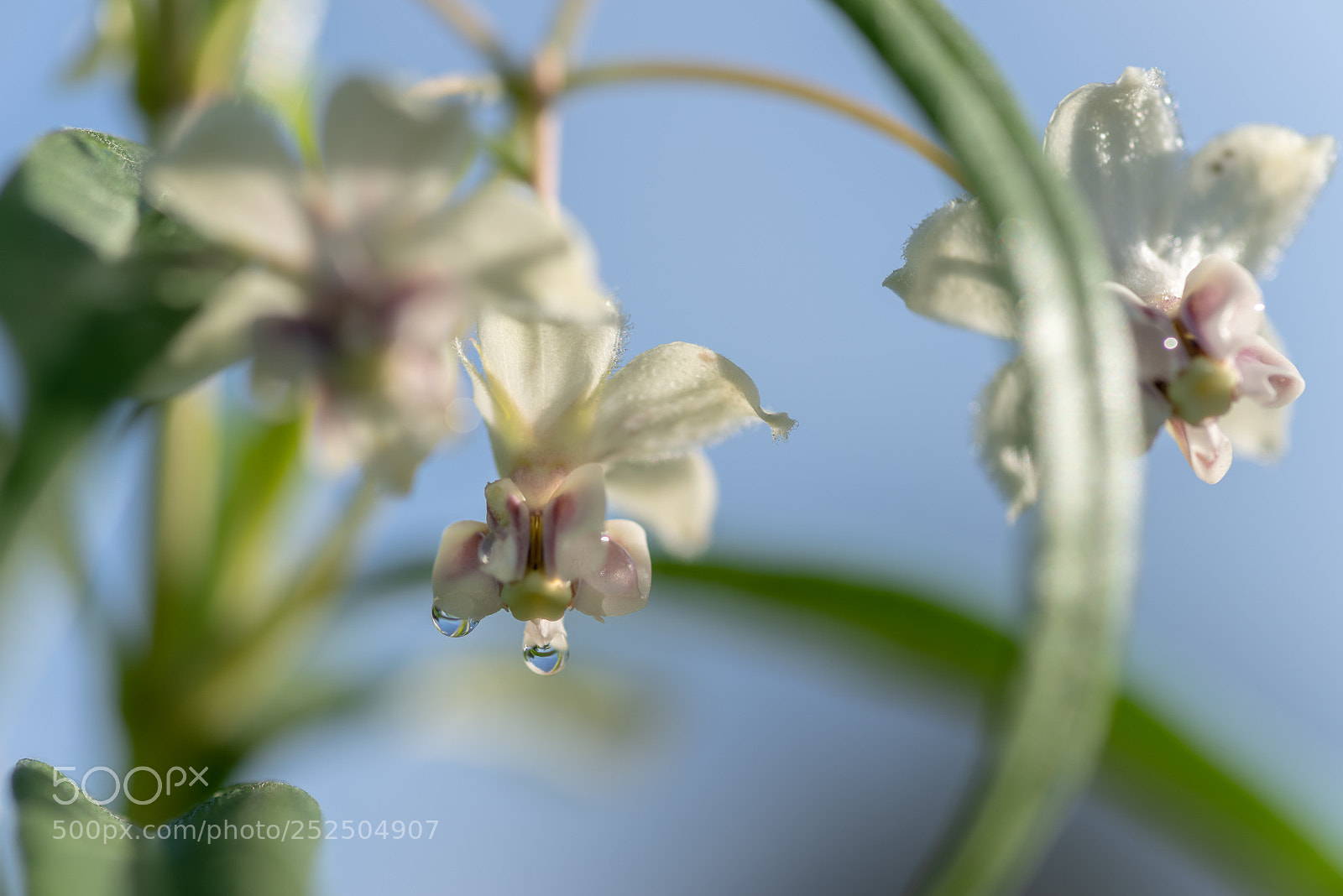 Pentax K-1 sample photo. Raindrops on....milkweed? photography