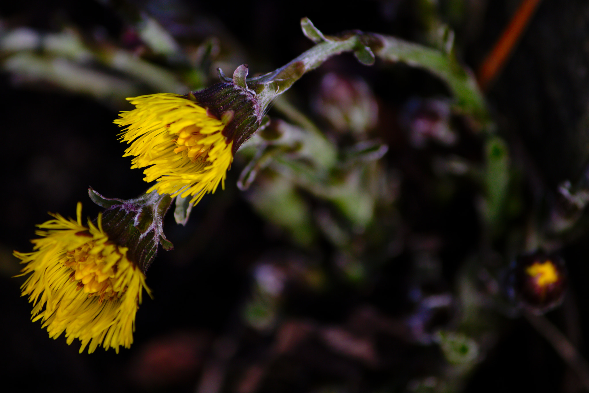 Canon EF-S 55-250mm F4-5.6 IS II sample photo. Yellow... photography
