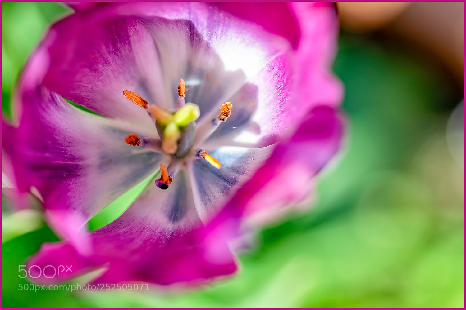 Canon EOS 5D Mark IV sample photo. Springtime blooms photography