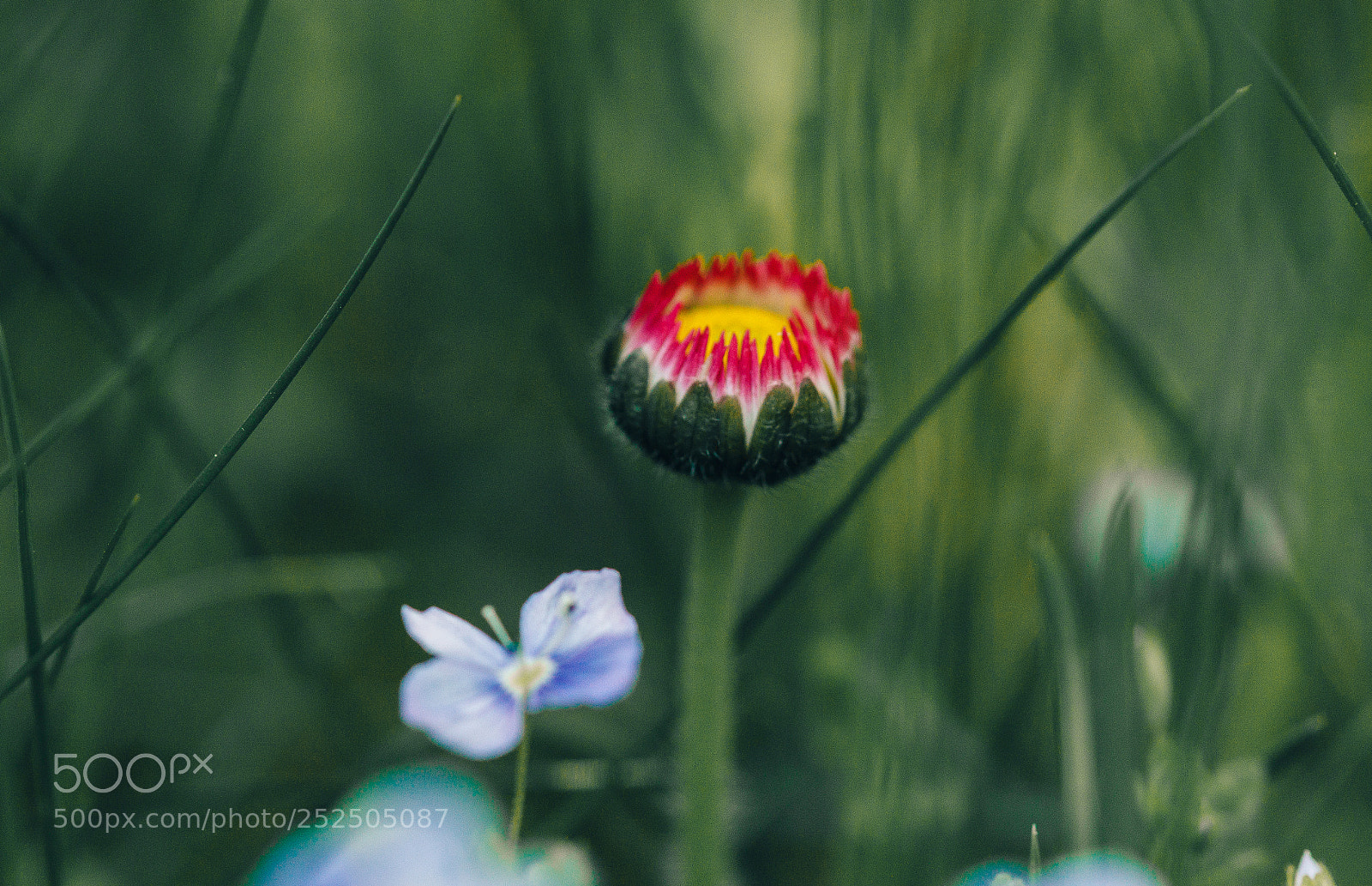 Canon EOS 600D (Rebel EOS T3i / EOS Kiss X5) sample photo. Spring flower photography