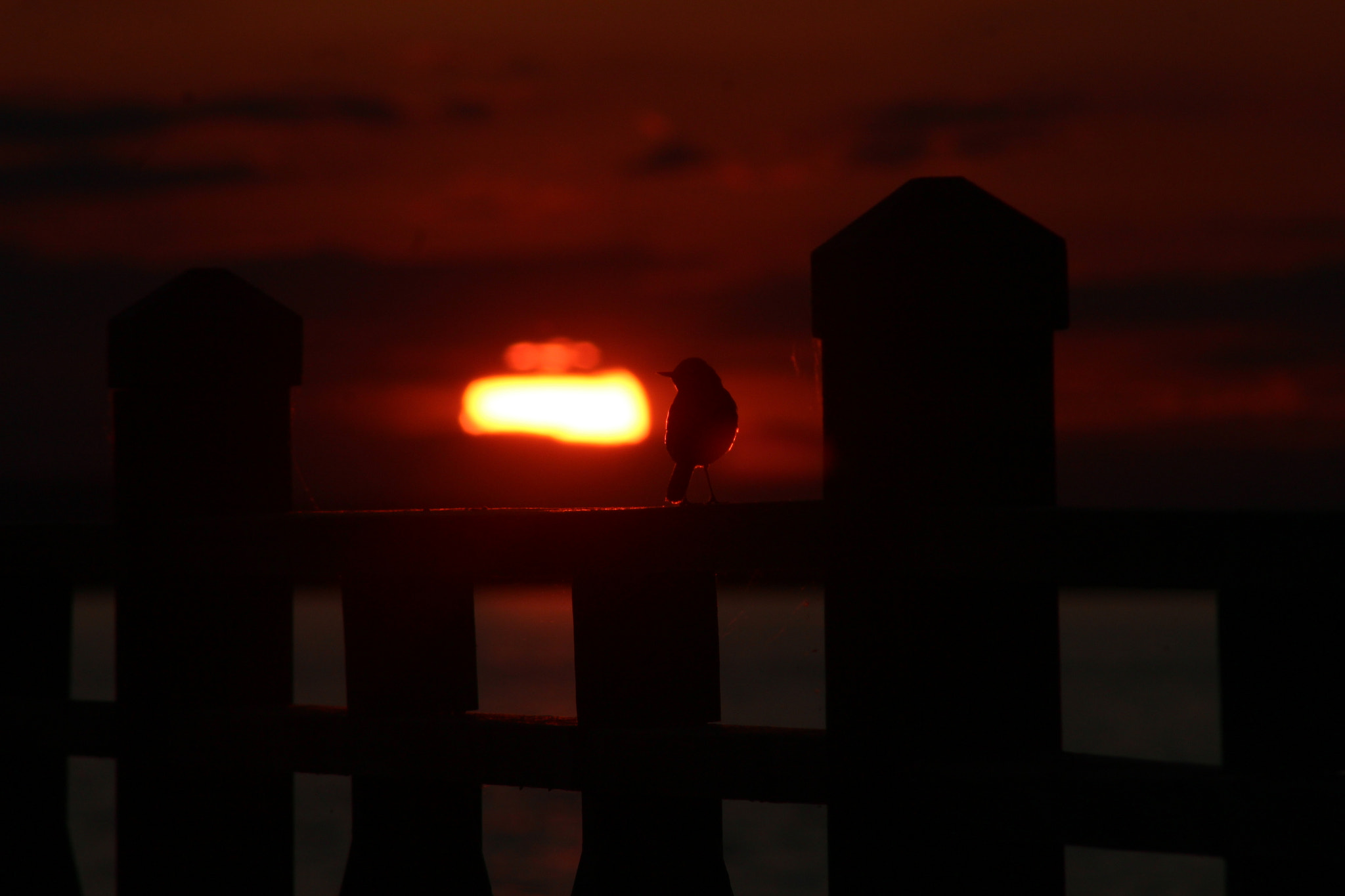 Canon EF 75-300mm f/4-5.6 sample photo. Sun bird photography