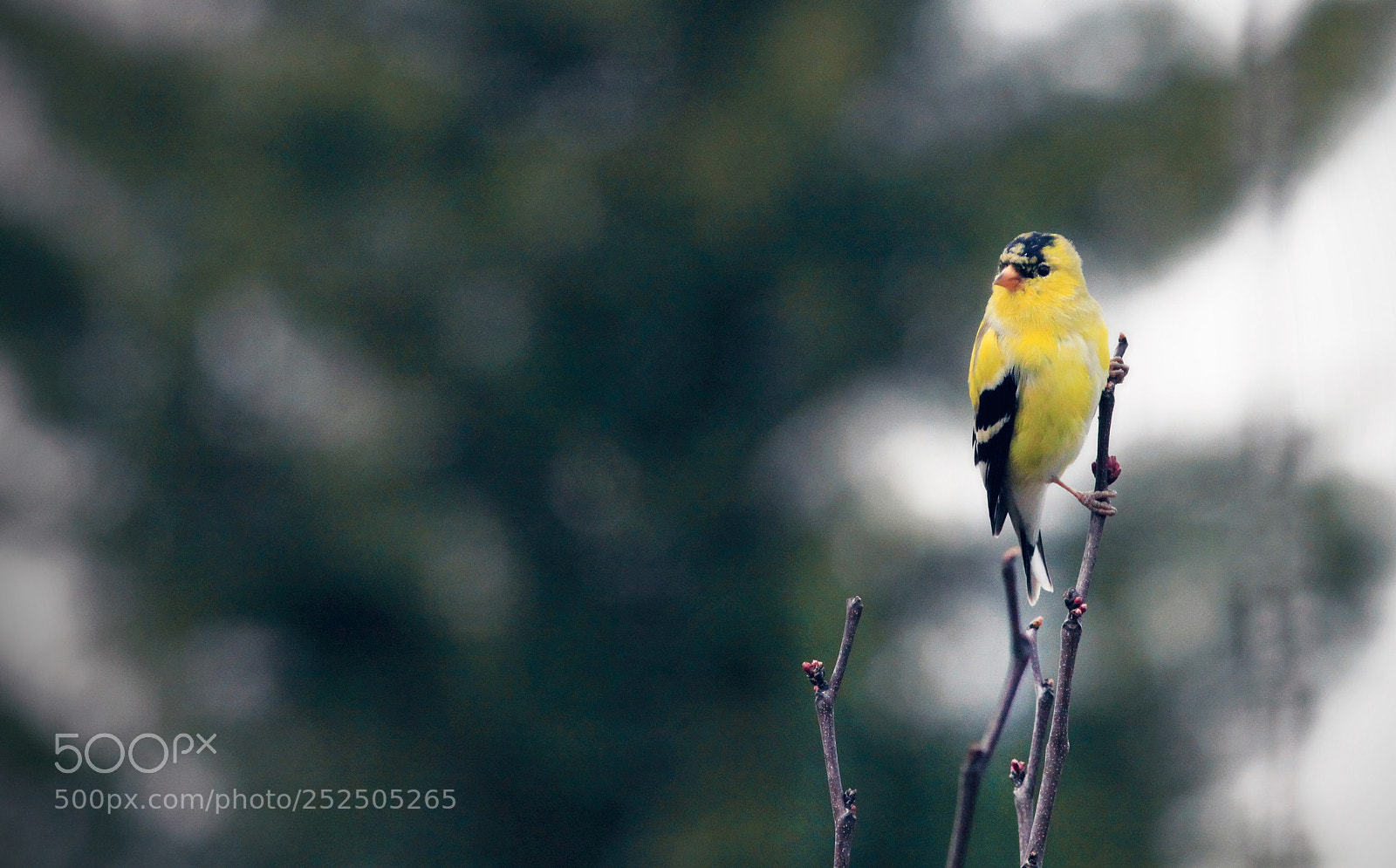 Canon EOS 50D sample photo. Goldfinch photography