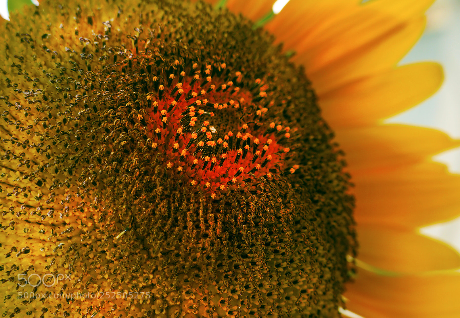 Sony Alpha NEX-5N sample photo. Sunflower photography