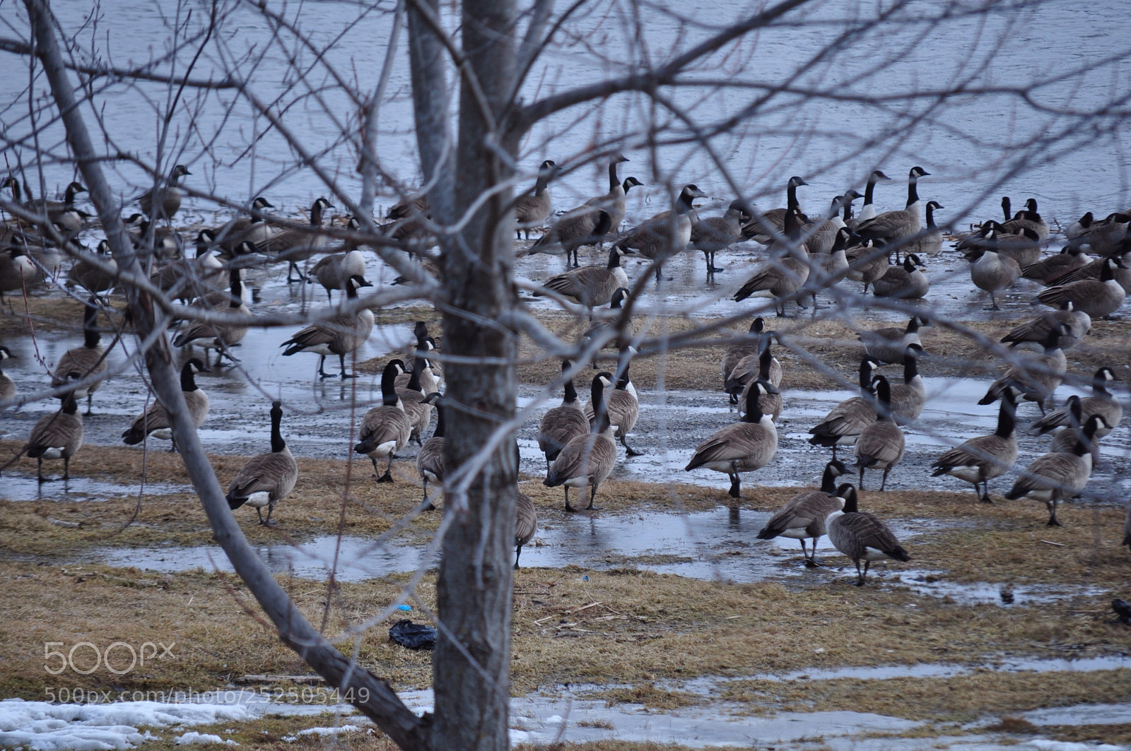 Nikon D5000 sample photo. The gathering photography