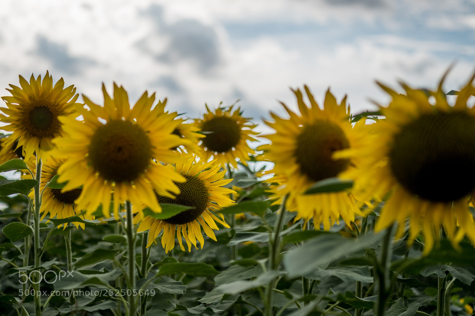 Fujifilm X-T20 sample photo. Sunflower photography