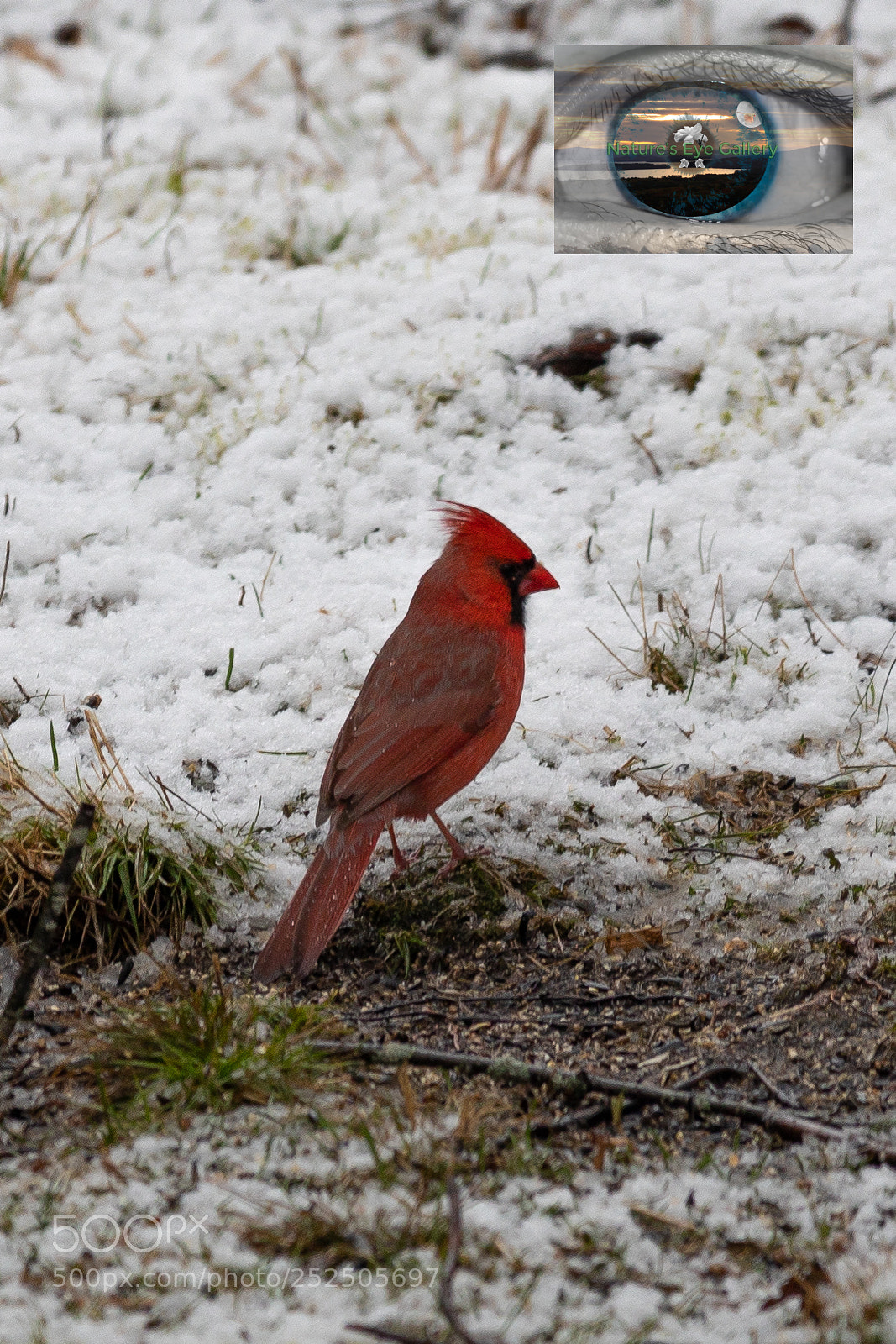 Canon EOS 5D Mark IV sample photo. Cardinal spring snow photography