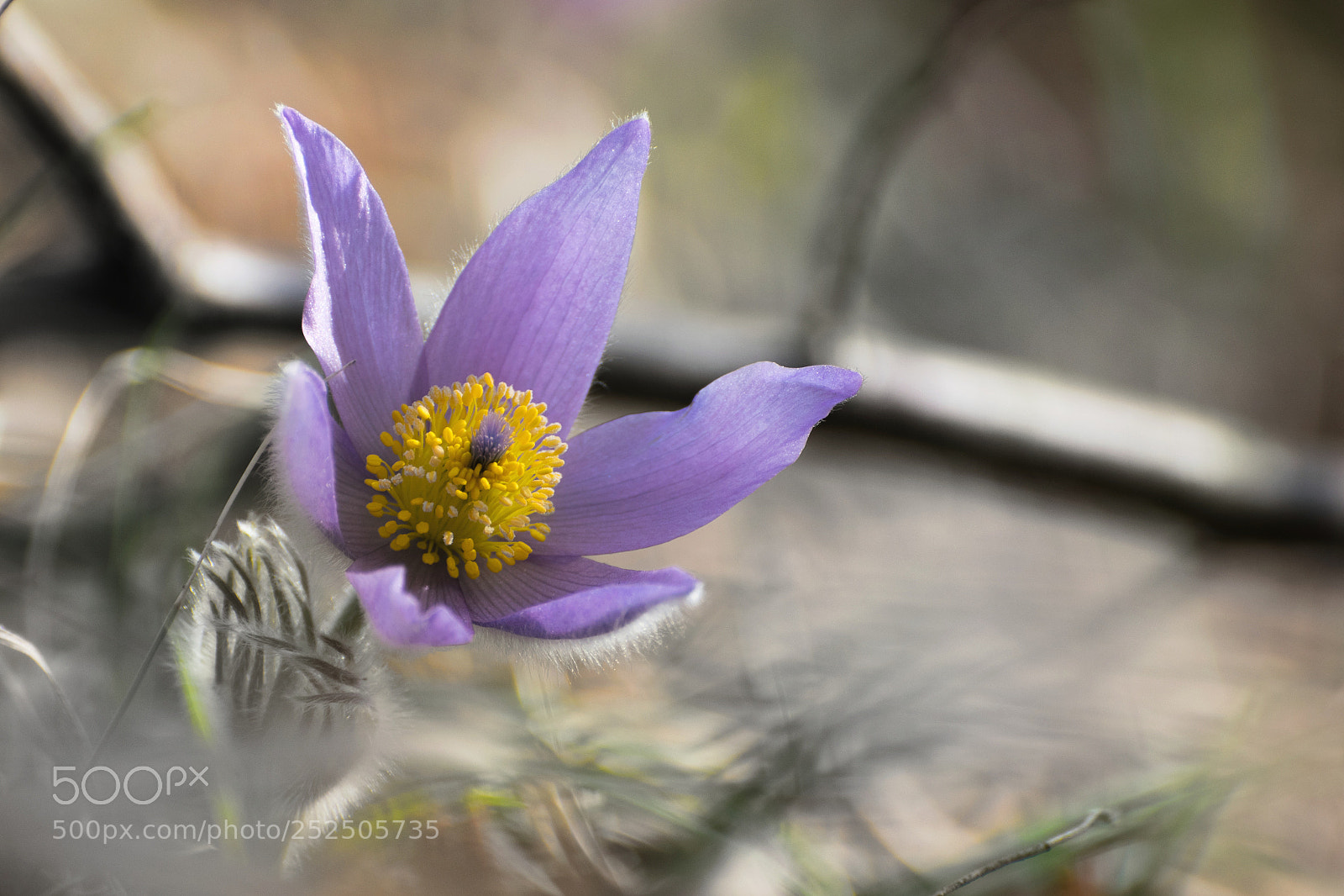 Nikon D3300 sample photo. Wildflower photography