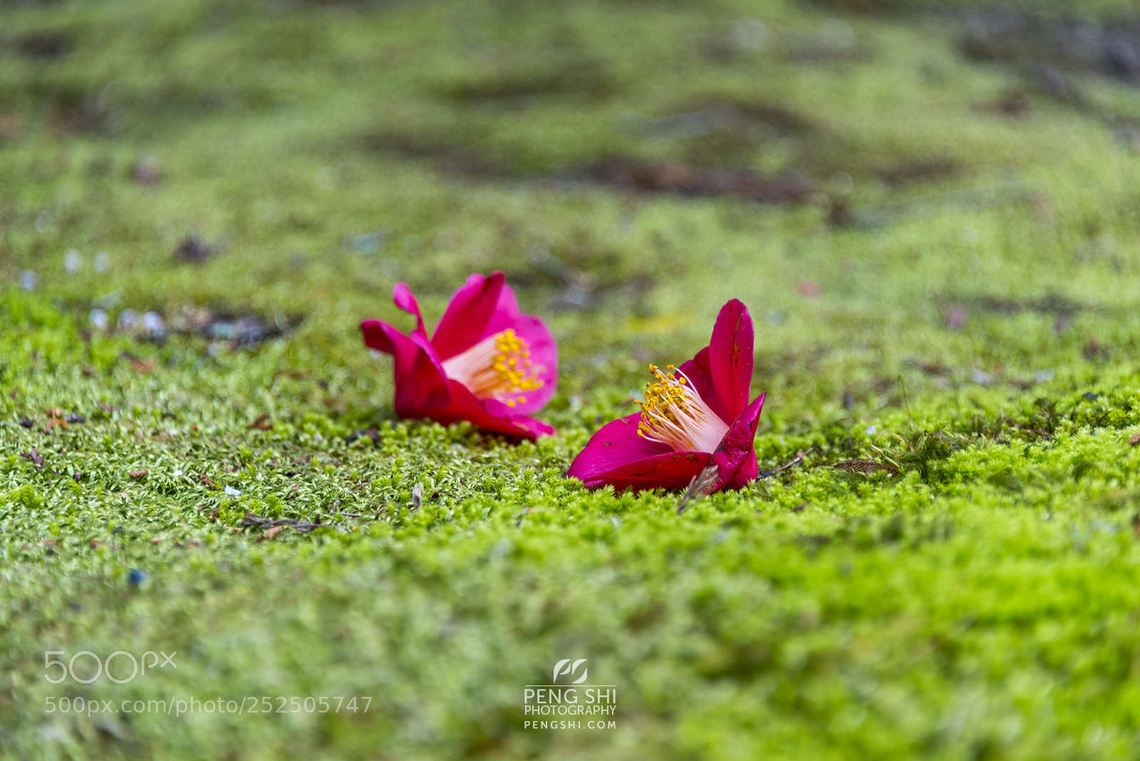 Nikon D810 sample photo. The fallen photography