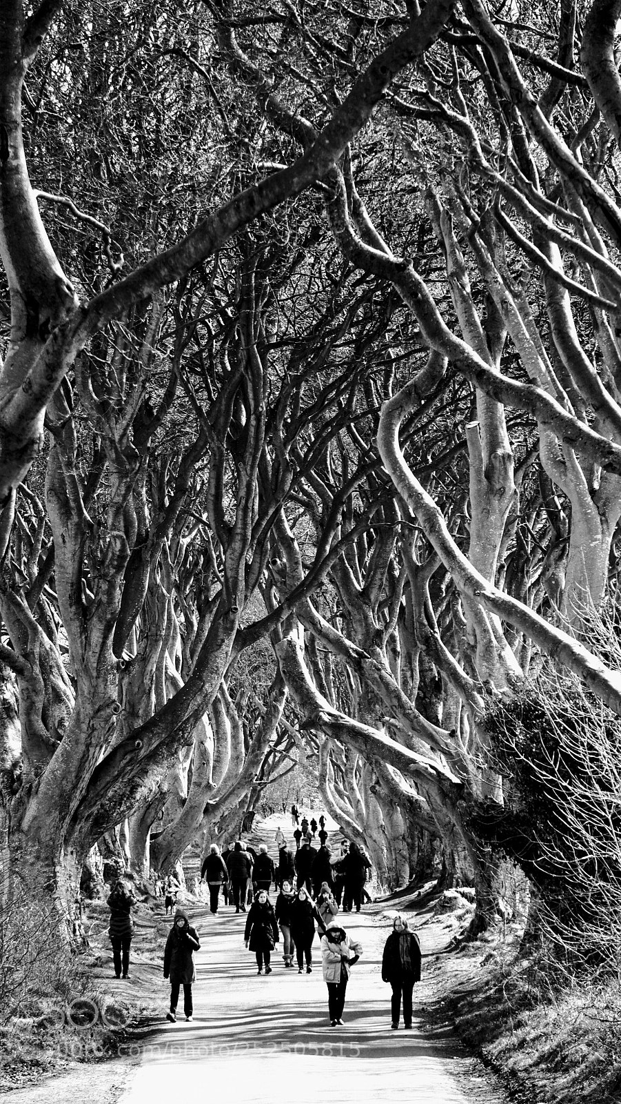 Sony a6000 sample photo. Dark hedges photography