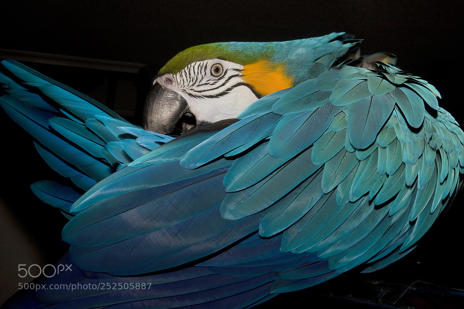Canon EOS 40D sample photo. Ara portrait photography