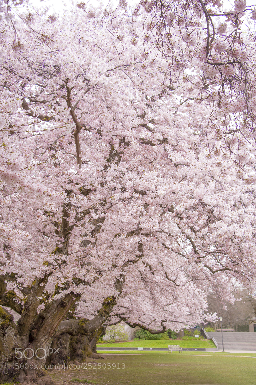 Nikon D700 sample photo. Cherry blossom at university photography