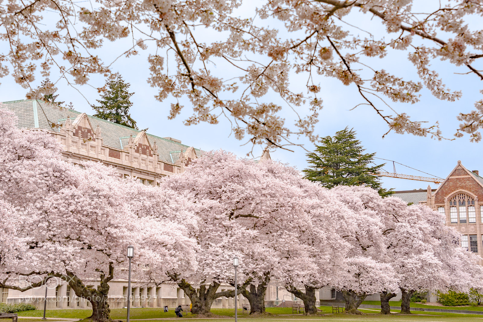 Nikon D700 sample photo. Cherry blossom at university photography