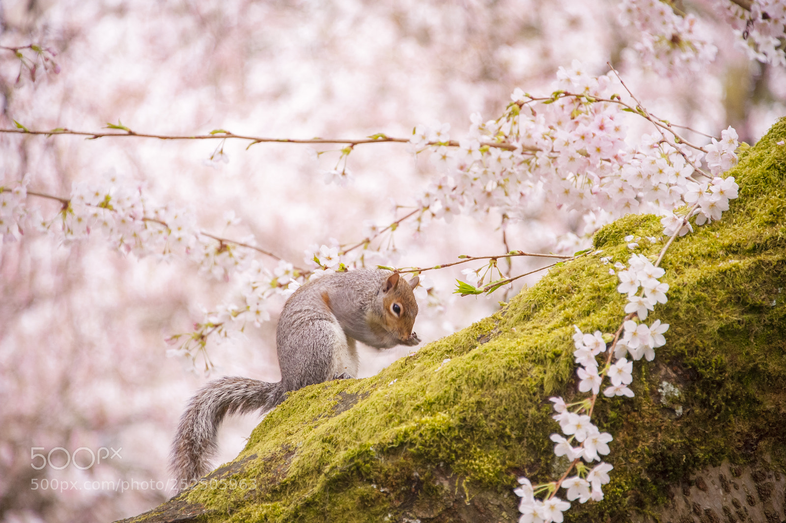 Nikon D700 sample photo. Squirrel, cherry blossom, university photography