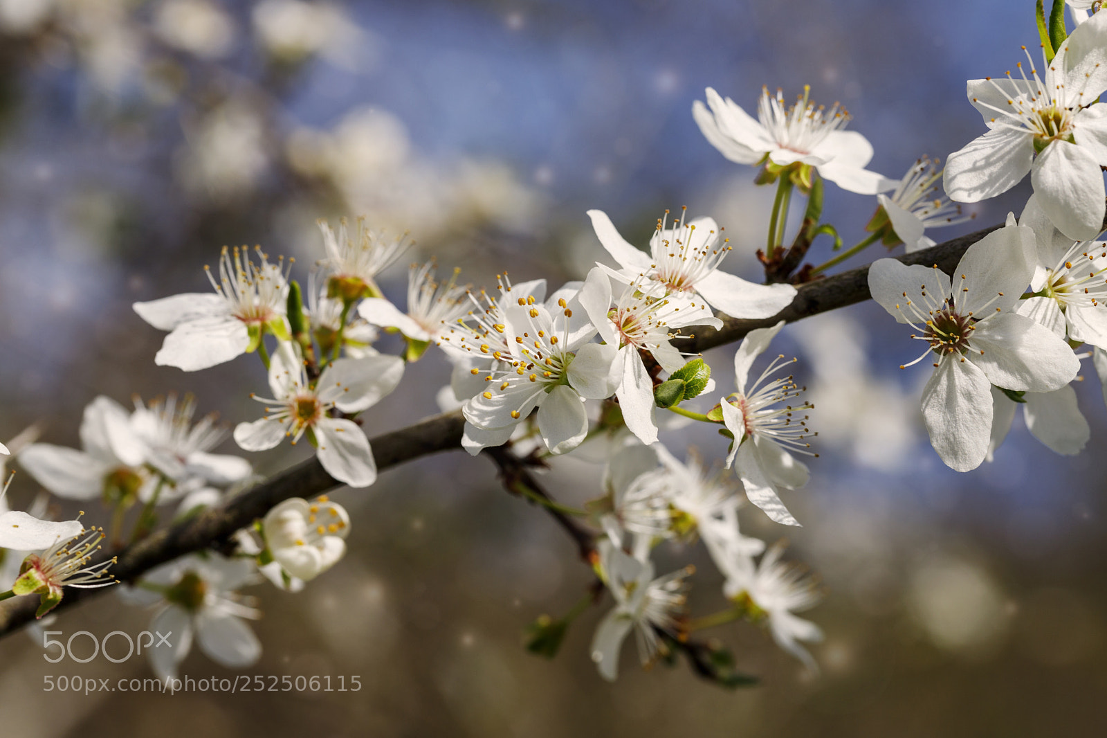 Canon EOS 6D Mark II sample photo. Flowers photography
