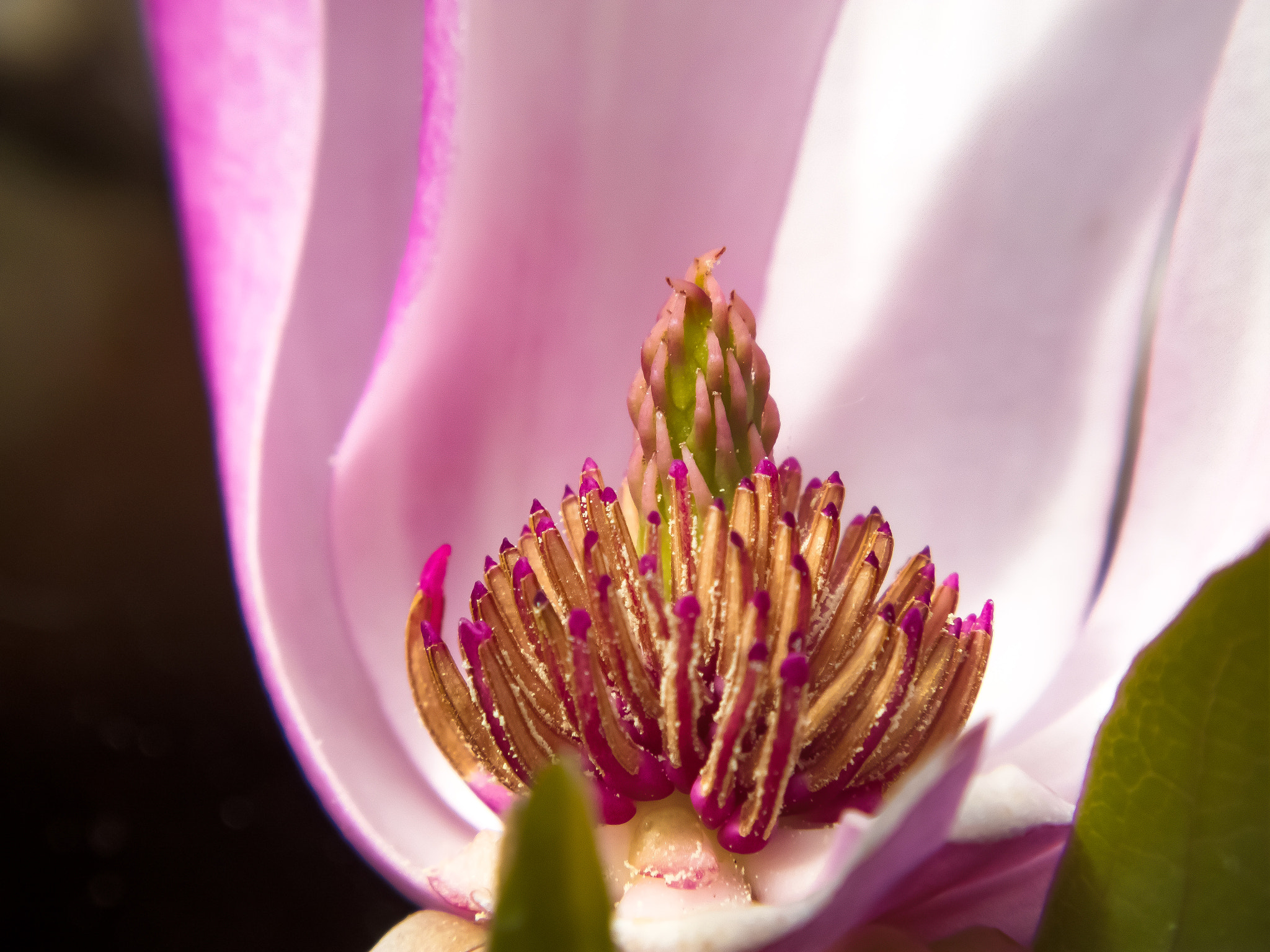 FujiFilm FinePix HS20 EXR (FinePix HS22 EXR) sample photo. Magnolia photography