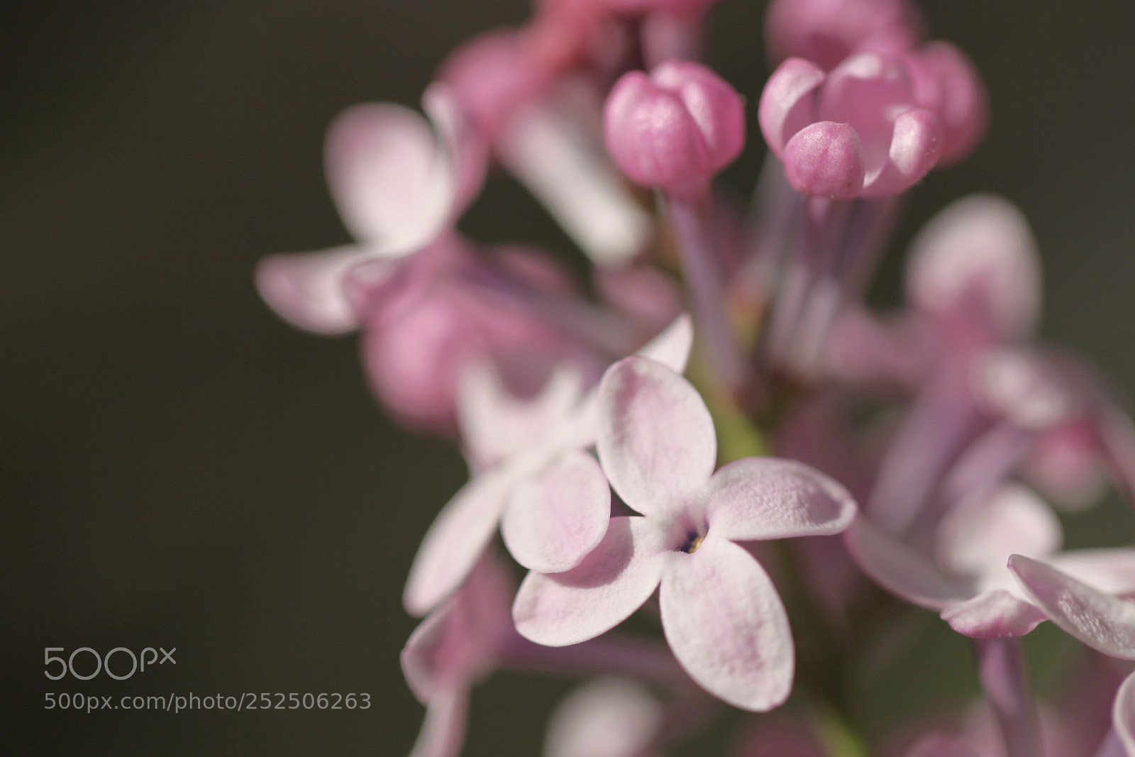 Canon EOS 5D Mark II sample photo. Untitled photography