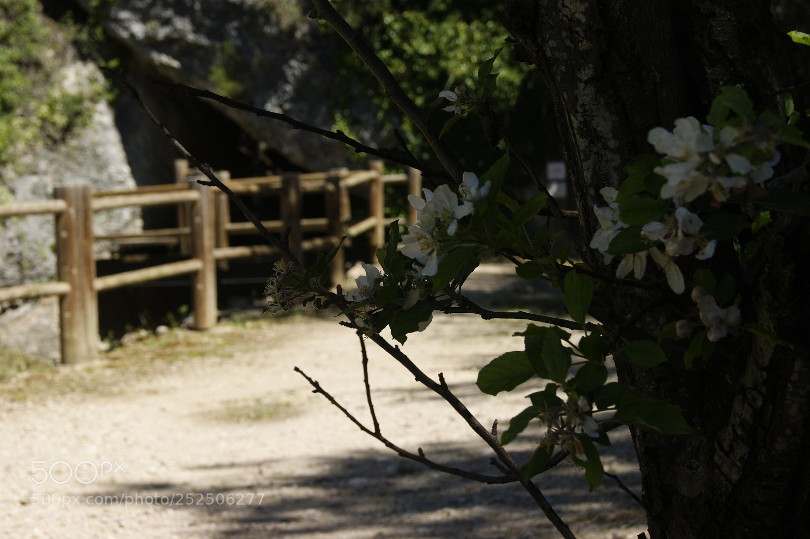 Sony Alpha DSLR-A290 sample photo. Spring flowers photography