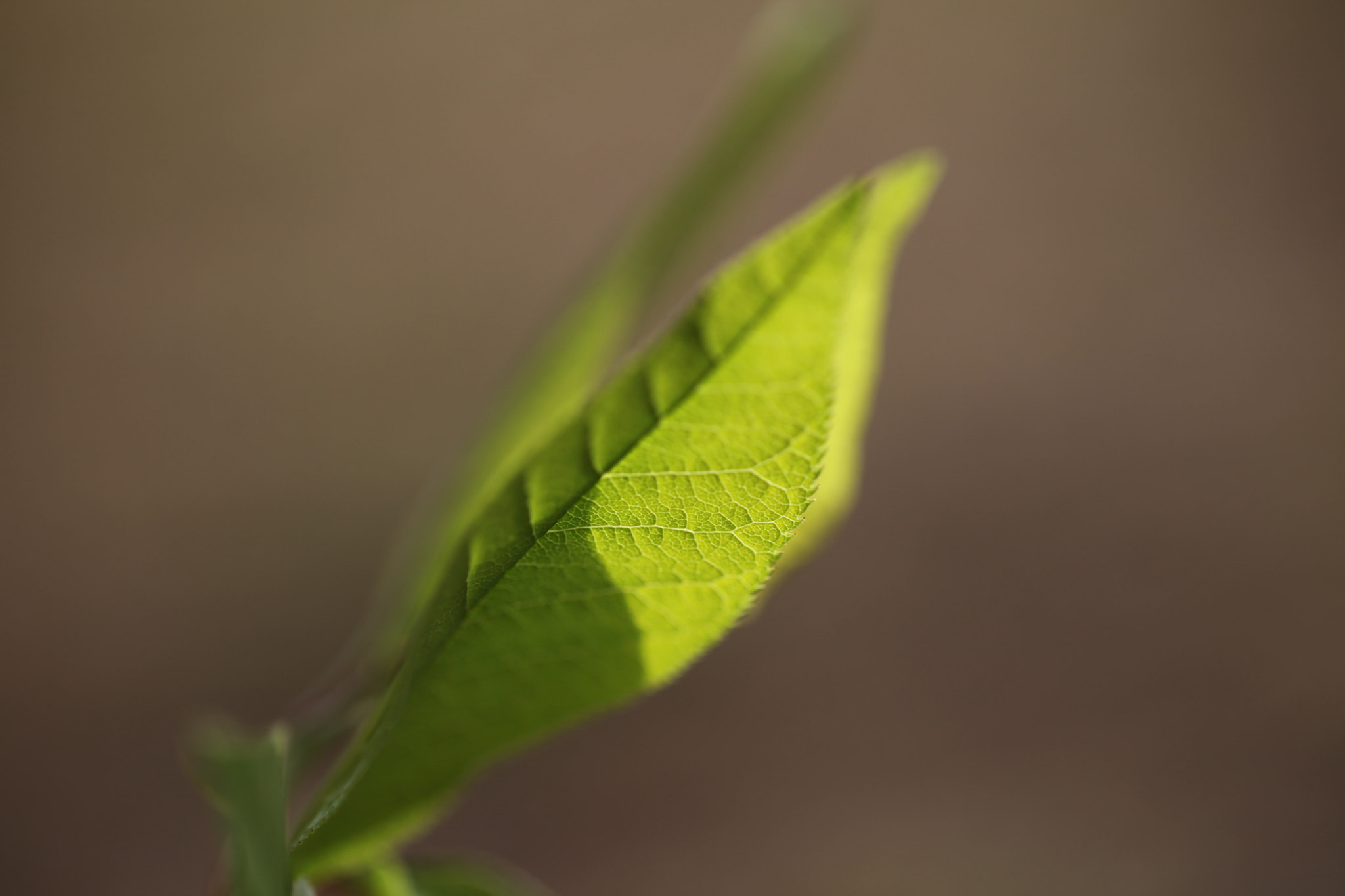 Canon EF 100mm F2.8L Macro IS USM sample photo