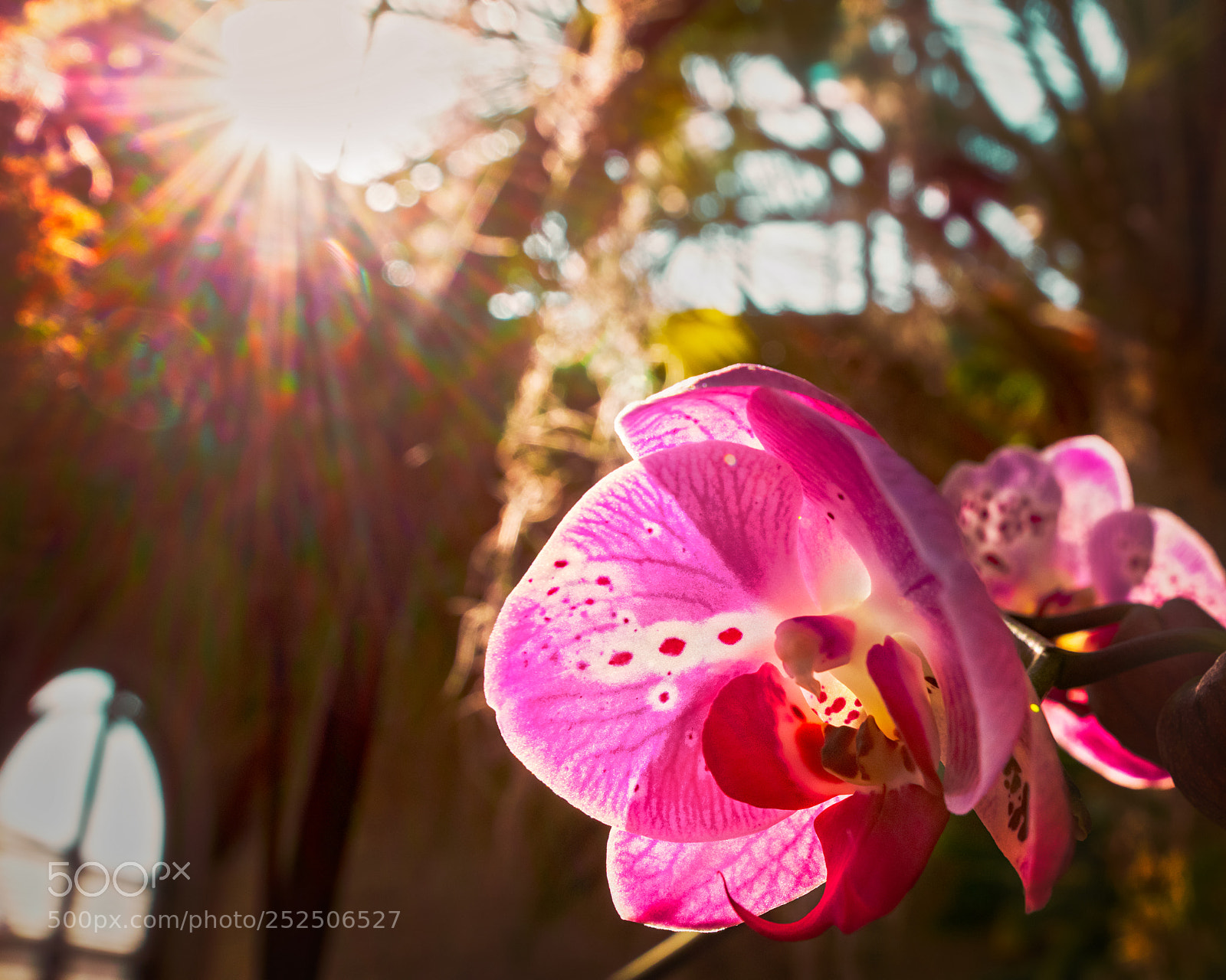 Nikon D850 sample photo. Orchid aflame photography