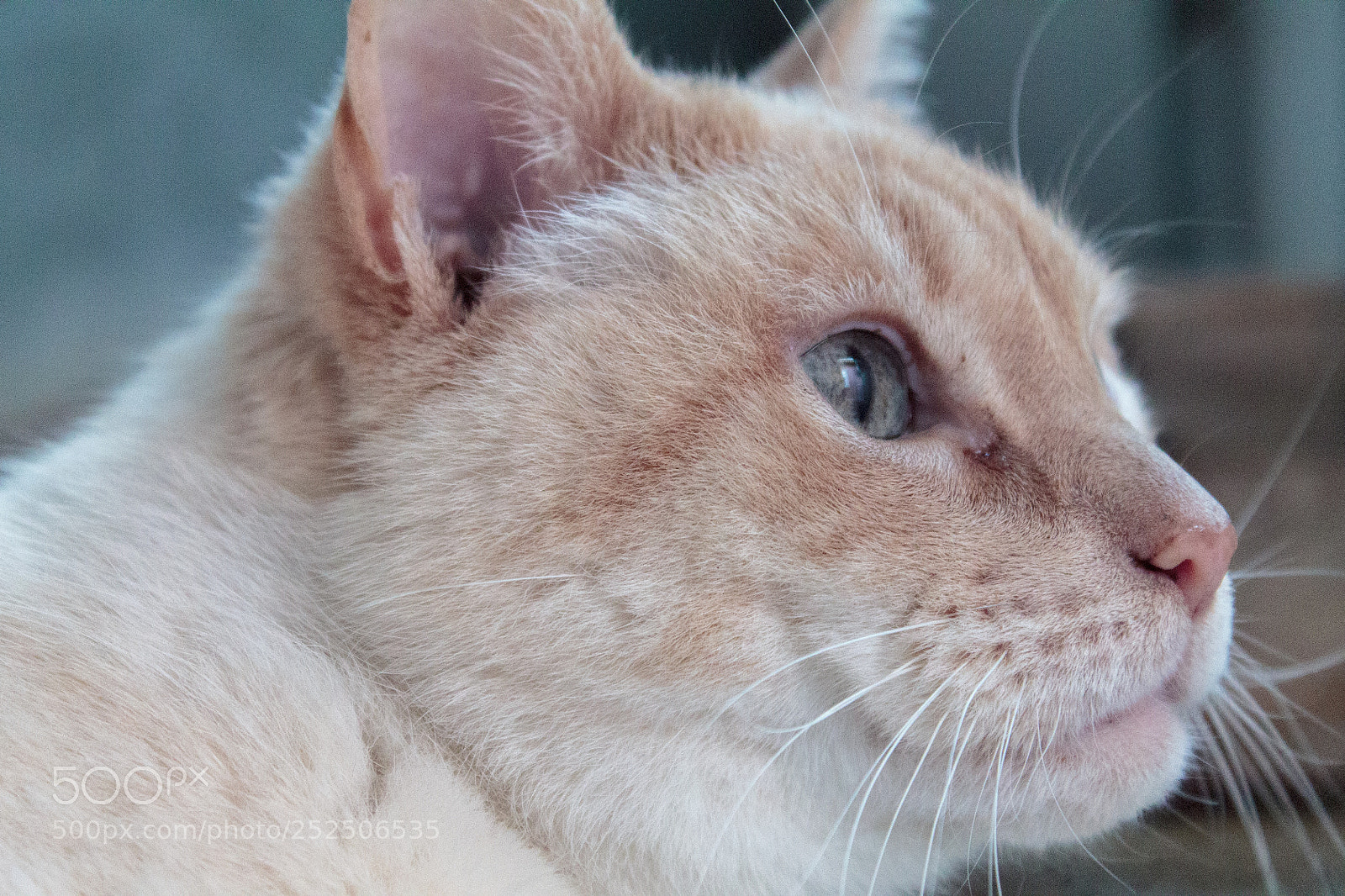 Canon EOS 1100D (EOS Rebel T3 / EOS Kiss X50) sample photo. Handsome* photography