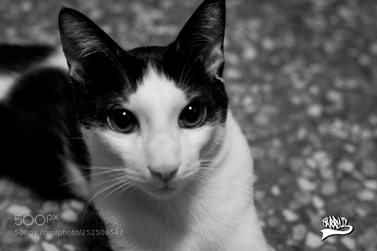 Nikon D3S sample photo. Qamar photography