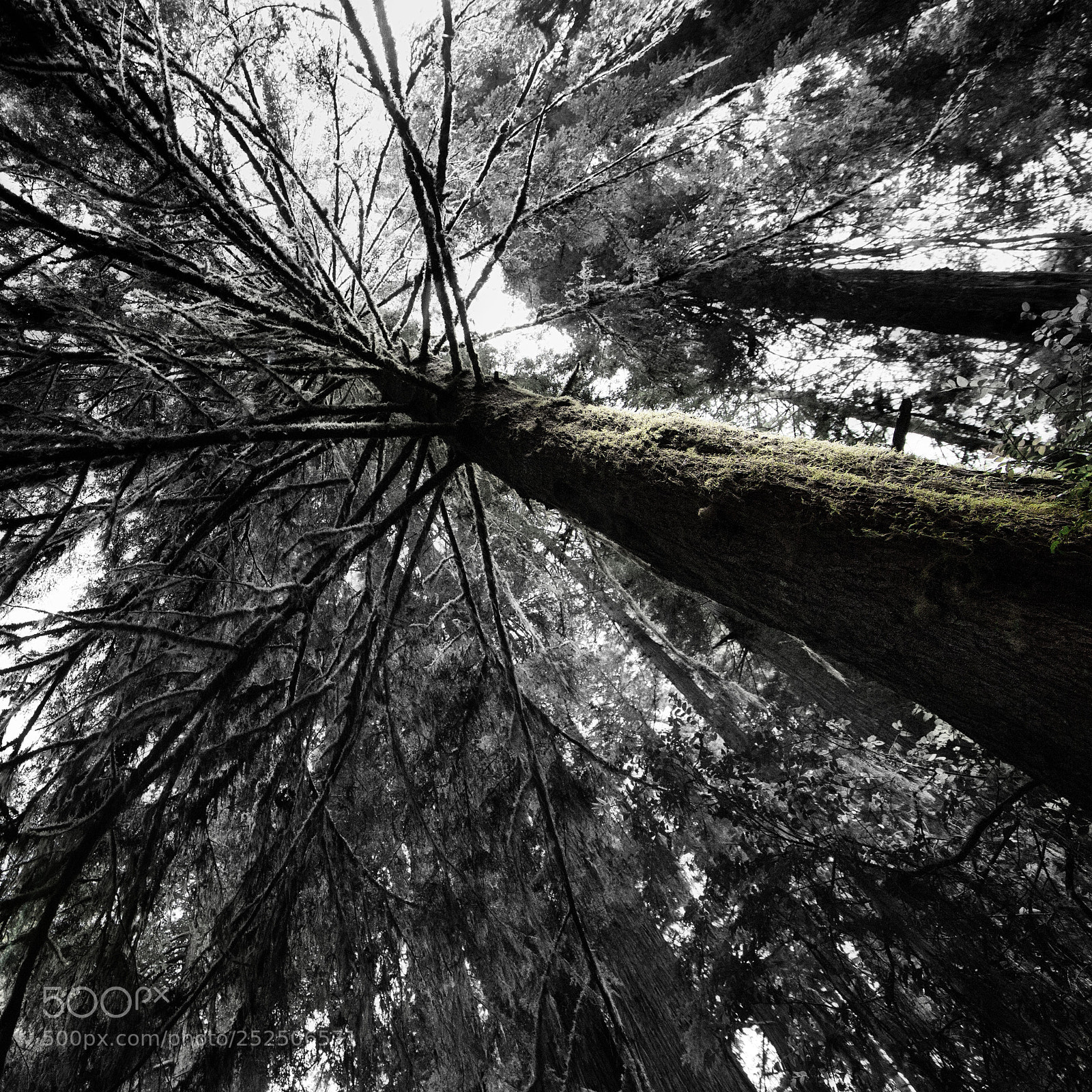 Canon EOS 5D Mark II sample photo. Sunlight filtered through redwood photography