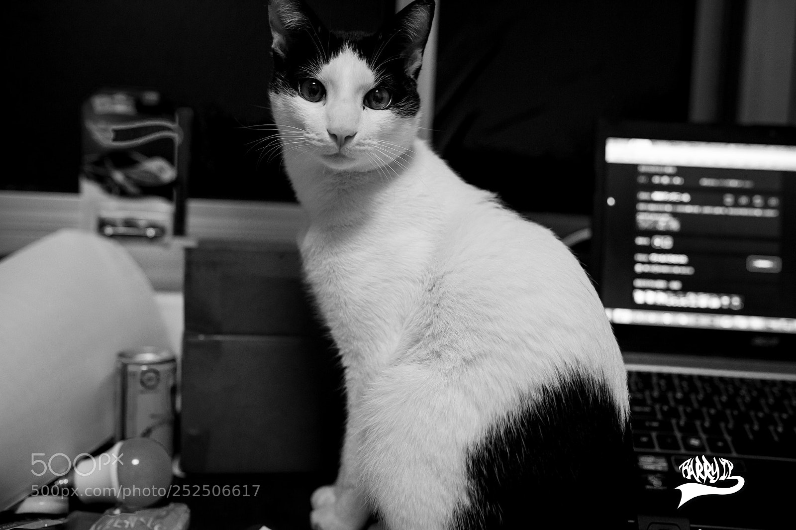 Nikon D3S sample photo. Qamar photography