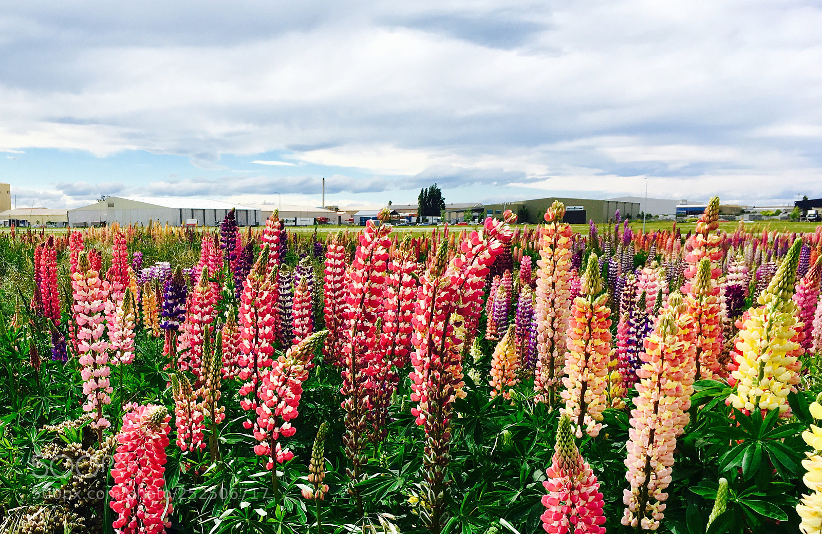 Apple iPhone 6s sample photo. Lupins  photography