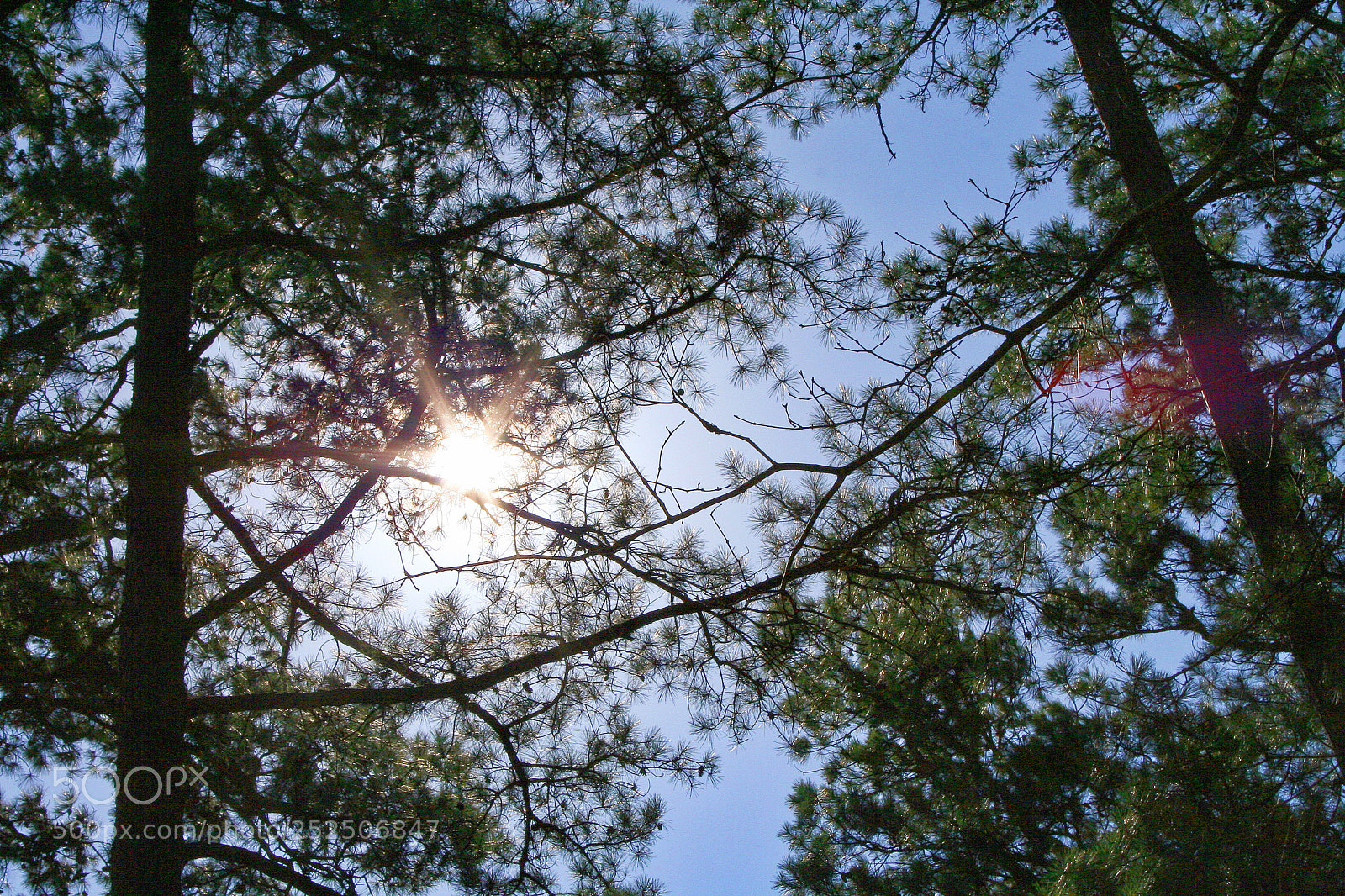 Canon EOS 350D (EOS Digital Rebel XT / EOS Kiss Digital N) sample photo. Ouachita national forest trees photography