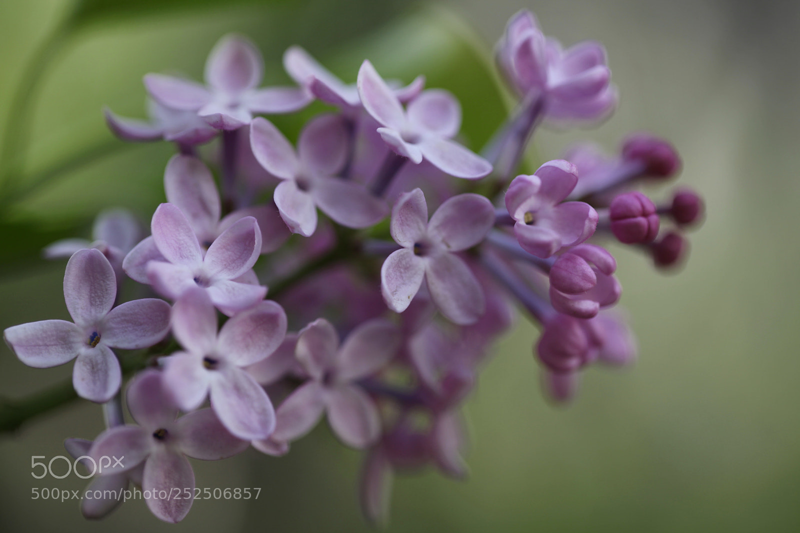 Canon EOS 5D Mark II sample photo. Untitled photography