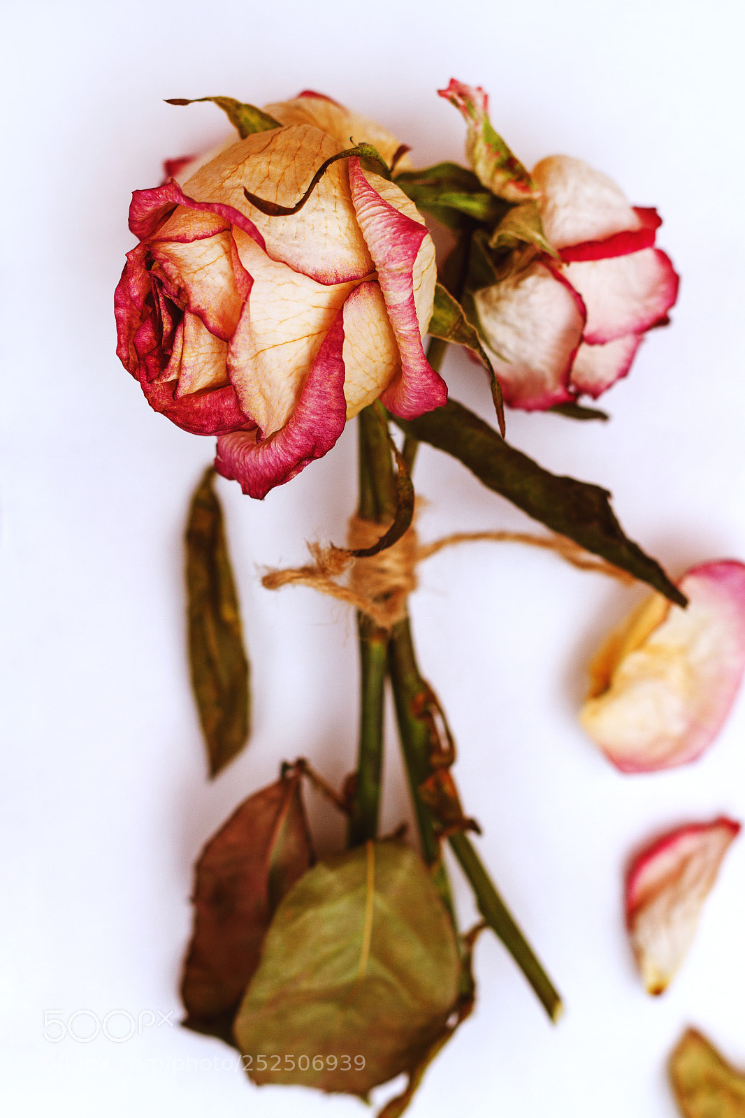 Canon EOS 7D sample photo. Dried rose, bouquet photography