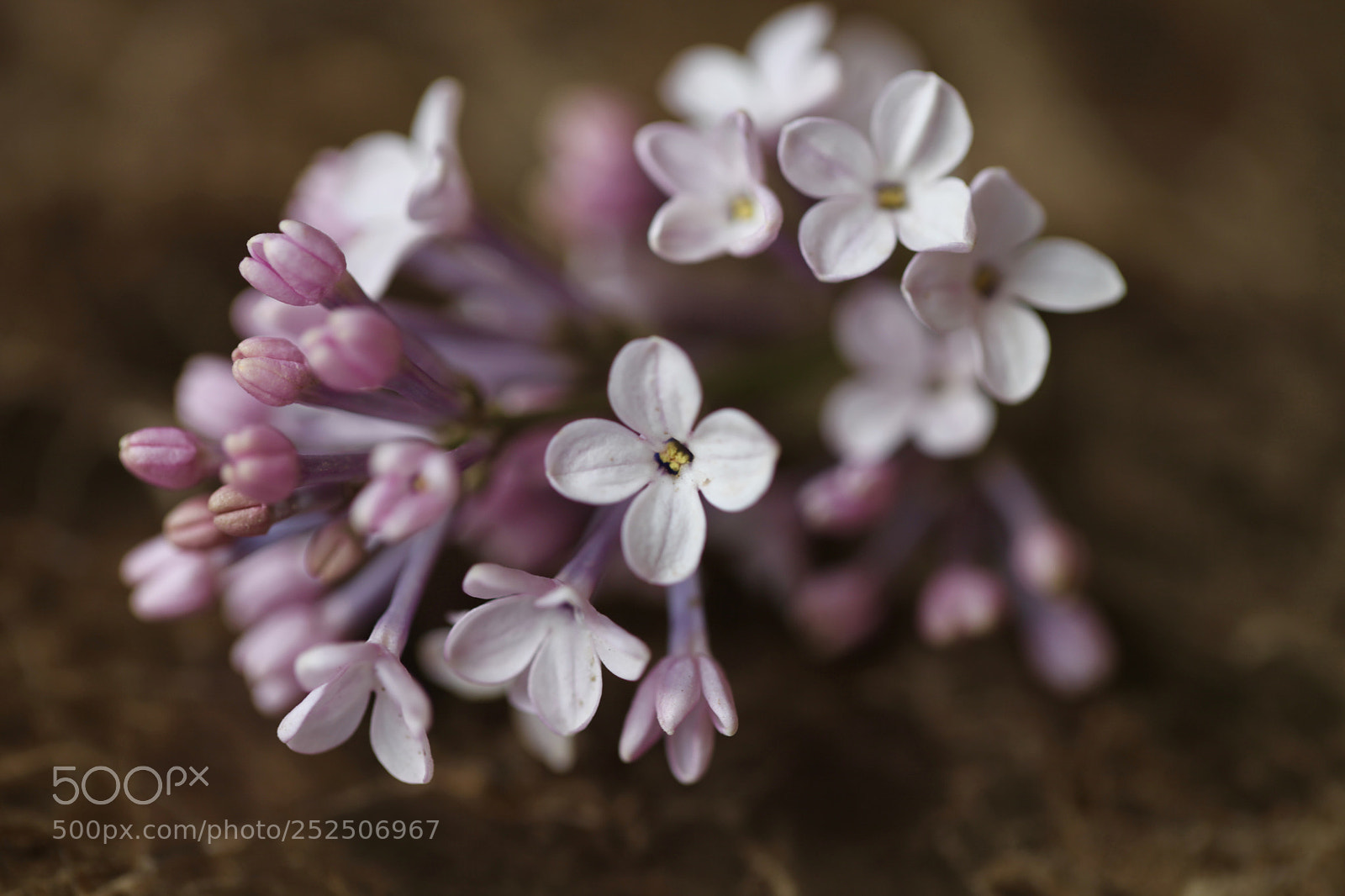 Canon EOS 5D Mark II sample photo. Untitled photography
