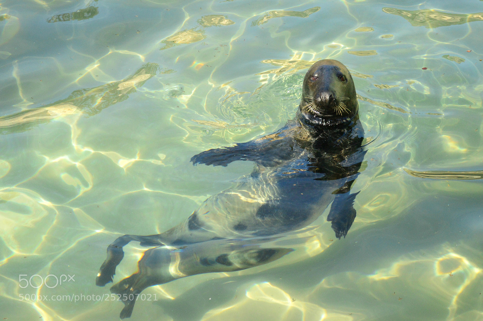 Nikon D3200 sample photo. The seal photography