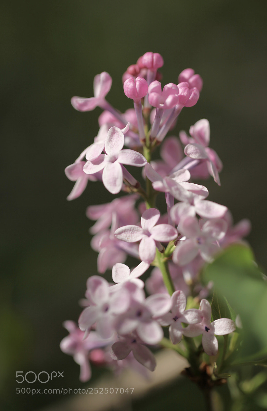 Canon EOS 5D Mark II sample photo. Untitled photography
