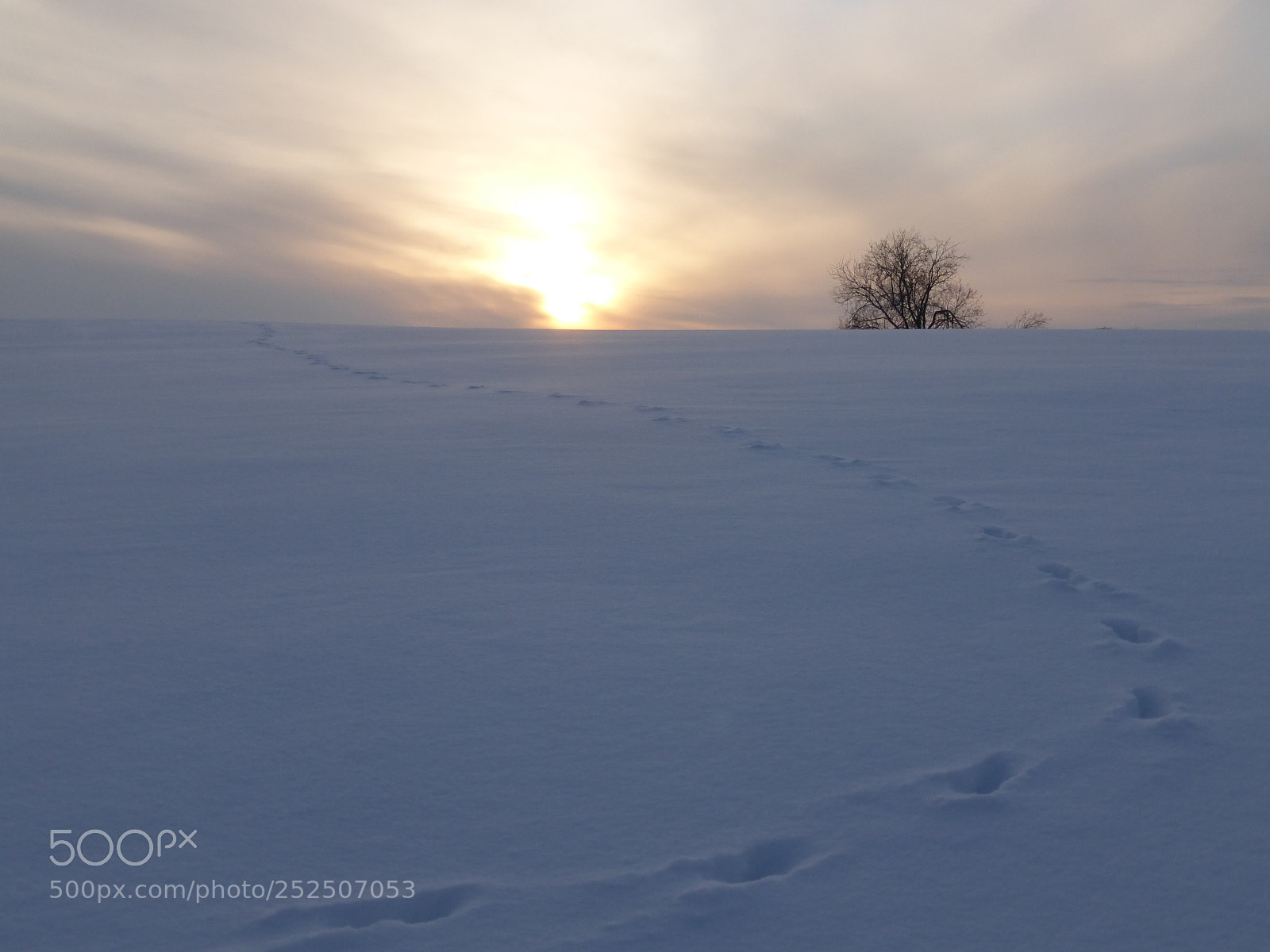 Panasonic Lumix DMC-ZS25 (Lumix DMC-TZ35) sample photo. Footprints in the snow photography